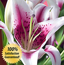 Flowers of the Month Club!