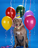 Gifts for that pampered pet