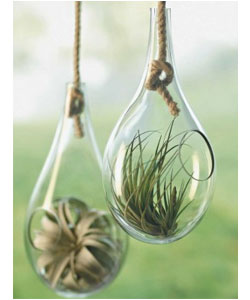 Teardrop Hanging Terrarium