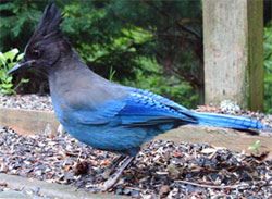 Steller Jay